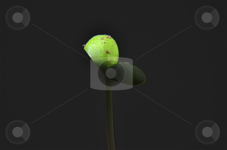 To use this stock image in your creative project, please select the size you need over to the right and click the "Add to Cart" button.
Your downloaded image will come with the Cutcaster watermark removed so don’t worry about the watermark you see on this page. Seedling stock photo, Closeup of a seedling isolated on black background by Nils Volkmer
