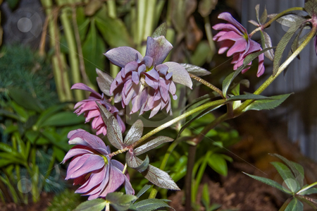 To use this stock image in your creative project, please select the size you need over to the right and click the "Add to Cart" button.
Your downloaded image will come with the Cutcaster watermark removed so don’t worry about the watermark you see on this page. Purple Hellebore Flowers in Garden stock photo, The gorgeous purple hellebore flowers frame in a curved pattern in this garden setting amidst lots of varied foliage. by Valerie Garner