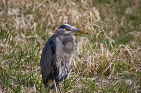 To use this stock image in your creative project, please select the size you need over to the right and click the "Add to Cart" button.
Your downloaded image will come with the Cutcaster watermark removed so don’t worry about the watermark you see on this page. Wildlife Blue Heron Sitting on Ground Closeup stock photo, A closeup shot of a blue heron sitting on the ground with his striking yellow eyes and gorgeous coloring of this beautiful bird in the wild. by Valerie Garner