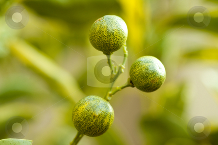 To use this stock image in your creative project, please select the size you need over to the right and click the "Add to Cart" button.
Your downloaded image will come with the Cutcaster watermark removed so don’t worry about the watermark you see on this page. Miniature oranges stock photo, Close up of small ornamental oranges on a shrub by Chris Alleaume