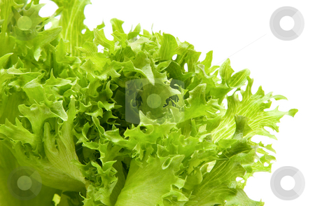To use this stock image in your creative project, please select the size you need over to the right and click the "Add to Cart" button.
Your downloaded image will come with the Cutcaster watermark removed so don’t worry about the watermark you see on this page. Lettuce stock photo, Lettuce by Andrey Butenko