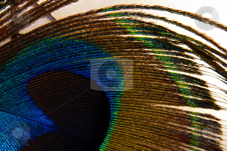 To use this stock image in your creative project, please select the size you need over to the right and click the "Add to Cart" button.
Your downloaded image will come with the Cutcaster watermark removed so don’t worry about the watermark you see on this page. Peacock feather stock photo, Colorful peacock feather;
photographed in Frankfurt Main, Germany by Manuela Schueler