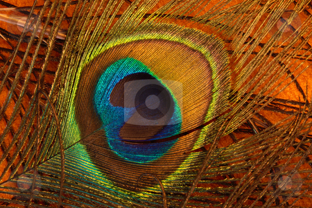 To use this stock image in your creative project, please select the size you need over to the right and click the "Add to Cart" button.
Your downloaded image will come with the Cutcaster watermark removed so don’t worry about the watermark you see on this page. Peacock feather stock photo, Colorful peacock feather;
photographed in Frankfurt Main, Germany by Manuela Schueler