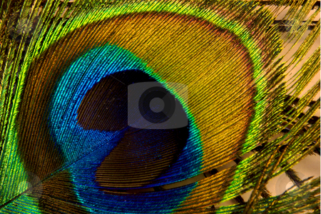 To use this stock image in your creative project, please select the size you need over to the right and click the "Add to Cart" button.
Your downloaded image will come with the Cutcaster watermark removed so don’t worry about the watermark you see on this page. Peacock feather stock photo, Colorful peacock feather;
photographed in Frankfurt Main, Germany by Manuela Schueler