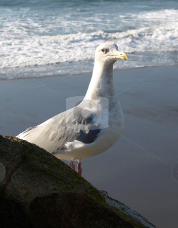 To use this stock image in your creative project, please select the size you need over to the right and click the "Add to Cart" button.
Your downloaded image will come with the Cutcaster watermark removed so don’t worry about the watermark you see on this page. Majestic bird perched on rock stock photo, VIew of a majestic bird perched on a rock above a sandy shore by Jill Reid