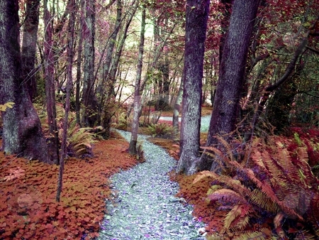To use this stock image in your creative project, please select the size you need over to the right and click the "Add to Cart" button.
Your downloaded image will come with the Cutcaster watermark removed so don’t worry about the watermark you see on this page. Path through the forest stock photo, Walking path through the forest foliage by Jill Reid