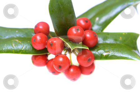 To use this stock image in your creative project, please select the size you need over to the right and click the "Add to Cart" button.
Your downloaded image will come with the Cutcaster watermark removed so don’t worry about the watermark you see on this page. Ilex close-up stock photo, Macro of ilex berries isolated over white by Natalia Macheda