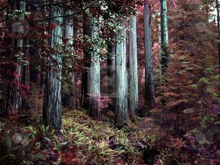 To use this stock image in your creative project, please select the size you need over to the right and click the "Add to Cart" button.
Your downloaded image will come with the Cutcaster watermark removed so don’t worry about the watermark you see on this page. Stand of colorful redwood trees stock photo, Majestic grove of redwood trees along the coastline in Oregon by Jill Reid
