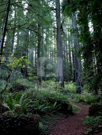 To use this stock image in your creative project, please select the size you need over to the right and click the "Add to Cart" button.
Your downloaded image will come with the Cutcaster watermark removed so don’t worry about the watermark you see on this page. Path through stand of redwood trees stock photo, Walking path leading through foliage in the redwood forest by Jill Reid