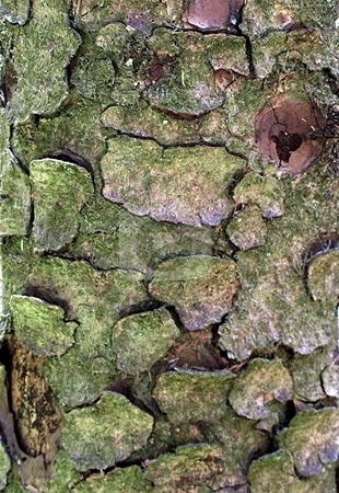 To use this stock image in your creative project, please select the size you need over to the right and click the "Add to Cart" button.
Your downloaded image will come with the Cutcaster watermark removed so don’t worry about the watermark you see on this page. Tree bark texture stock photo, Close up of tree bark by Jill Reid