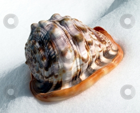 To use this stock image in your creative project, please select the size you need over to the right and click the "Add to Cart" button.
Your downloaded image will come with the Cutcaster watermark removed so don’t worry about the watermark you see on this page. Colorful seashell in the snow stock photo, Interesting view of large colorful seashell in the snow by Jill Reid