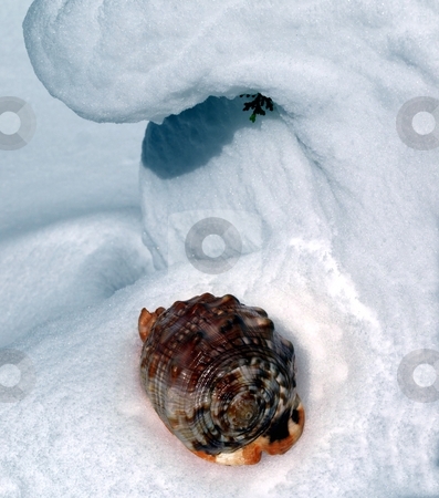 To use this stock image in your creative project, please select the size you need over to the right and click the "Add to Cart" button.
Your downloaded image will come with the Cutcaster watermark removed so don’t worry about the watermark you see on this page. Snow wave crashes over seashell stock photo, Wave of snow appears to be crashing over a colorful shell in the snow by Jill Reid