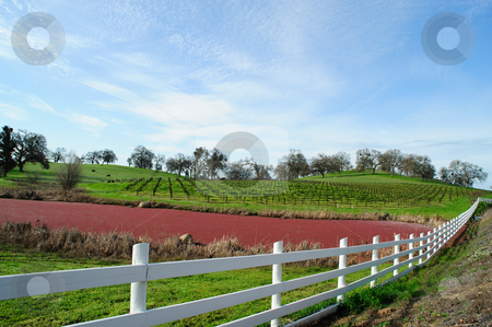 To use this stock image in your creative project, please select the size you need over to the right and click the "Add to Cart" button.
Your downloaded image will come with the Cutcaster watermark removed so don’t worry about the watermark you see on this page. Vineyard, Grass and Pond stock photo, California rolling hills covered in Oaks and a Vineyard with a small pond covered in Mexican Water Fern, Azolla mexicana C. Presl. by Lynn Bendickson