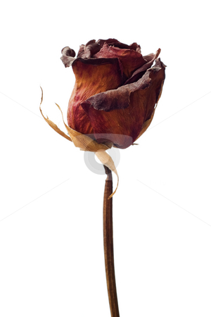 To use this stock image in your creative project, please select the size you need over to the right and click the "Add to Cart" button.
Your downloaded image will come with the Cutcaster watermark removed so don’t worry about the watermark you see on this page. Dried Weathered Rose stock photo, A dried red rose isolated against a white background by Richard Nelson