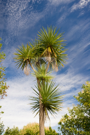 To use this stock image in your creative project, please select the size you need over to the right and click the "Add to Cart" button.
Your downloaded image will come with the Cutcaster watermark removed so don’t worry about the watermark you see on this page. Cabbage tree stock photo, A very large cabbage tree in New Zealand by Angus Benham