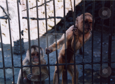 To use this stock image in your creative project, please select the size you need over to the right and click the "Add to Cart" button.
Your downloaded image will come with the Cutcaster watermark removed so don’t worry about the watermark you see on this page. Monkey Prisoners stock photo, Two Capuchin Monkeys behind bars in a Latin American Zoo. by Colin Elves