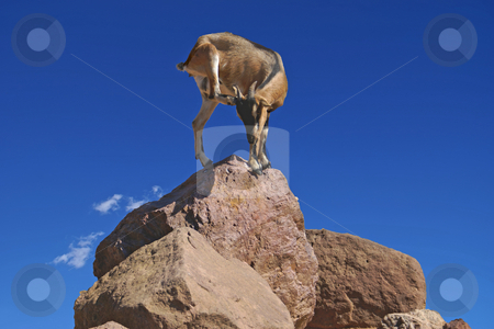To use this stock image in your creative project, please select the size you need over to the right and click the "Add to Cart" button.
Your downloaded image will come with the Cutcaster watermark removed so don’t worry about the watermark you see on this page. Acrobat stock photo, Goat at the top of a rock in acrobatic position by Serge VILLA