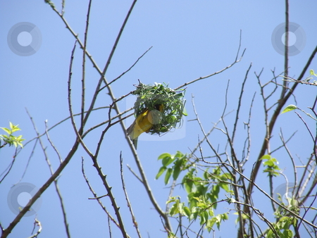 To use this stock image in your creative project, please select the size you need over to the right and click the "Add to Cart" button.
Your downloaded image will come with the Cutcaster watermark removed so don’t worry about the watermark you see on this page. Bob the builder stock photo, Weaver building a nest for his female companion from wild grass by Chris Alleaume