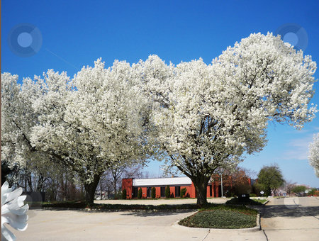 To use this stock image in your creative project, please select the size you need over to the right and click the "Add to Cart" button.
Your downloaded image will come with the Cutcaster watermark removed so don’t worry about the watermark you see on this page. Well Dressed Parking Lot stock photo, Office complex parking lot and building in springtime by Sandra Fann