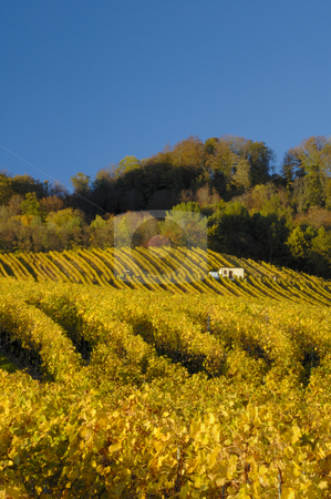 To use this stock image in your creative project, please select the size you need over to the right and click the "Add to Cart" button.
Your downloaded image will come with the Cutcaster watermark removed so don’t worry about the watermark you see on this page. Vineyards in autumn stock photo, Swiss vineyards of La Cote, after the harvest, under a clear blue sky. A tiny vineyard worker can be seen to the right of the building, with his tractor centre left of the picture. Space for text in the sky. by Alistair Scott
