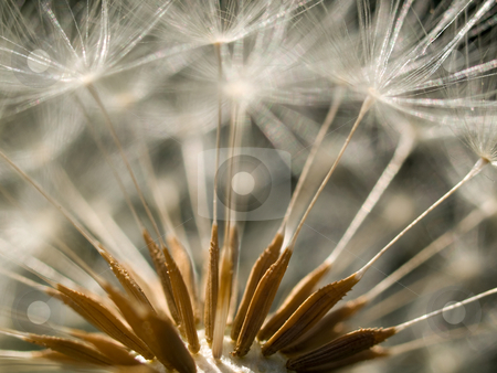 To use this stock image in your creative project, please select the size you need over to the right and click the "Add to Cart" button.
Your downloaded image will come with the Cutcaster watermark removed so don’t worry about the watermark you see on this page. Dandelion clock stock photo, Extreme macro of a dandelion clock with seeds by Laurent Dambies
