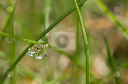 To use this stock image in your creative project, please select the size you need over to the right and click the "Add to Cart" button.
Your downloaded image will come with the Cutcaster watermark removed so don’t worry about the watermark you see on this page. Morning dew drop stock photo, Macro picture of a morning dew drop by Laurent Dambies
