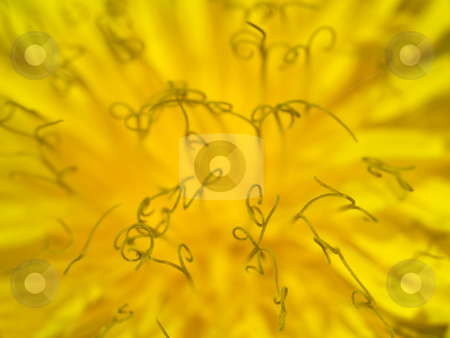 To use this stock image in your creative project, please select the size you need over to the right and click the "Add to Cart" button.
Your downloaded image will come with the Cutcaster watermark removed so don’t worry about the watermark you see on this page. Dandelion flowerhead stock photo, Extreme macro of dandelion flowerhead with stigma bearing pollen particles by Laurent Dambies