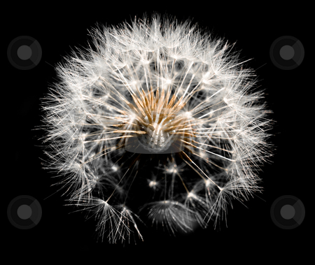 To use this stock image in your creative project, please select the size you need over to the right and click the "Add to Cart" button.
Your downloaded image will come with the Cutcaster watermark removed so don’t worry about the watermark you see on this page. Dandelion on black stock photo, Dandelion isolated on black background by Laurent Dambies
