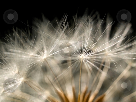 To use this stock image in your creative project, please select the size you need over to the right and click the "Add to Cart" button.
Your downloaded image will come with the Cutcaster watermark removed so don’t worry about the watermark you see on this page. Dandelion macro stock photo, Dandelion macro on black background by Laurent Dambies