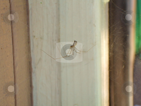 To use this stock image in your creative project, please select the size you need over to the right and click the "Add to Cart" button.
Your downloaded image will come with the Cutcaster watermark removed so don’t worry about the watermark you see on this page. Daddy Long Legs Spider stock photo, by Michael Felix