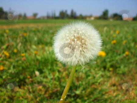 To use this stock image in your creative project, please select the size you need over to the right and click the "Add to Cart" button.
Your downloaded image will come with the Cutcaster watermark removed so don’t worry about the watermark you see on this page. Dandelion Seeds stock photo, by Michael Felix