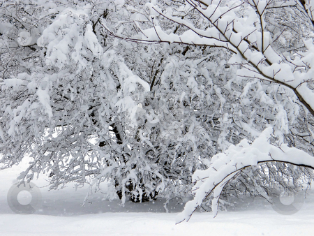 To use this stock image in your creative project, please select the size you need over to the right and click the "Add to Cart" button.
Your downloaded image will come with the Cutcaster watermark removed so don’t worry about the watermark you see on this page. Snow Covered Trees stock photo, Snow Covered Trees in Nortwest Ohio after a blizzard. by Dazz Lee Photography