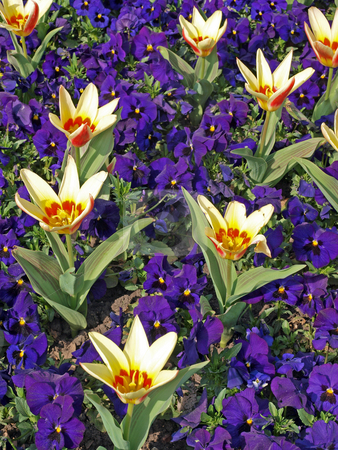 To use this stock image in your creative project, please select the size you need over to the right and click the "Add to Cart" button.
Your downloaded image will come with the Cutcaster watermark removed so don’t worry about the watermark you see on this page. Spring flowers stock photo, Tulips and pansies in a formal flower bed. by Ian Langley