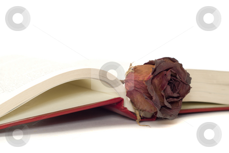 To use this stock image in your creative project, please select the size you need over to the right and click the "Add to Cart" button.
Your downloaded image will come with the Cutcaster watermark removed so don’t worry about the watermark you see on this page. Romantic Book stock photo, A romantic book lying open with a dried rose resting in the middle by Richard Nelson