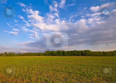 To use this stock image in your creative project, please select the size you need over to the right and click the "Add to Cart" button.
Your downloaded image will come with the Cutcaster watermark removed so don’t worry about the watermark you see on this page. Agriculture farm landscape stock photo, Agriculture farm landscape with clouds in the afternoon by Karin Claus