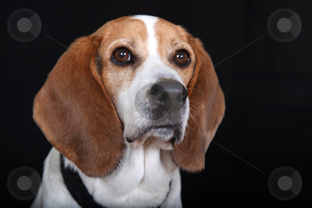 To use this stock image in your creative project, please select the size you need over to the right and click the "Add to Cart" button.
Your downloaded image will come with the Cutcaster watermark removed so don’t worry about the watermark you see on this page. Sitting Dog (Beagle) stock photo, Beagle Sitting and Looking at viewer by Gregg Cerenzio
