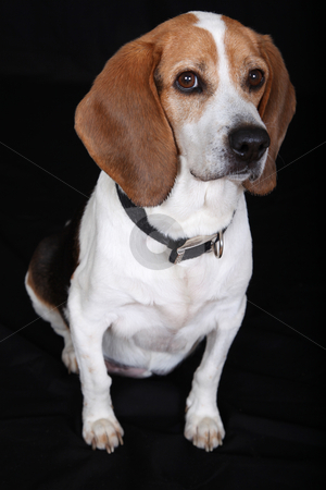 To use this stock image in your creative project, please select the size you need over to the right and click the "Add to Cart" button.
Your downloaded image will come with the Cutcaster watermark removed so don’t worry about the watermark you see on this page. Sitting Dog (Beagle) stock photo, Beagle Sits by Gregg Cerenzio