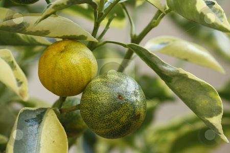 To use this stock image in your creative project, please select the size you need over to the right and click the "Add to Cart" button.
Your downloaded image will come with the Cutcaster watermark removed so don’t worry about the watermark you see on this page. Two oranges stock photo, Close up / macro of two ornamental oranges by Chris Alleaume