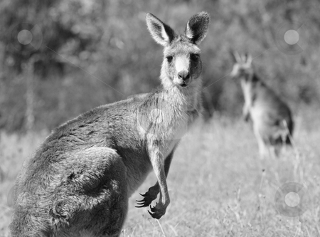 To use this stock image in your creative project, please select the size you need over to the right and click the "Add to Cart" button.
Your downloaded image will come with the Cutcaster watermark removed so don’t worry about the watermark you see on this page. Australian Grey Kangaroo stock photo, Australian Grey Kangaroo in the dry outback by Christopher Meder