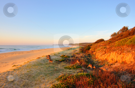 To use this stock image in your creative project, please select the size you need over to the right and click the "Add to Cart" button.
Your downloaded image will come with the Cutcaster watermark removed so don’t worry about the watermark you see on this page. Sunrise by the beach stock photo, Sunrise by the beach in Tathra, NSW by Christopher Meder