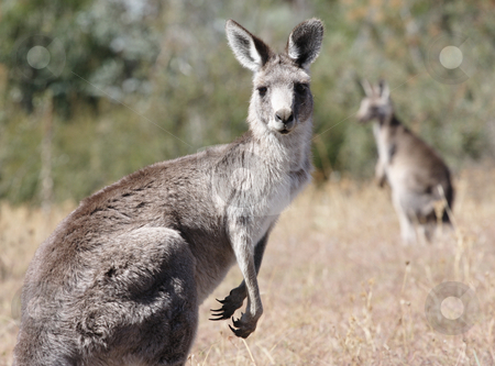 To use this stock image in your creative project, please select the size you need over to the right and click the "Add to Cart" button.
Your downloaded image will come with the Cutcaster watermark removed so don’t worry about the watermark you see on this page. Australian Grey Kangaroo stock photo, Australian Grey Kangaroo in the dry outback by Christopher Meder