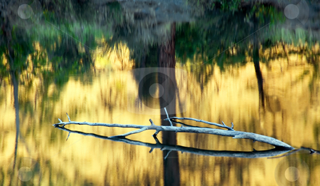 To use this stock image in your creative project, please select the size you need over to the right and click the "Add to Cart" button.
Your downloaded image will come with the Cutcaster watermark removed so don’t worry about the watermark you see on this page. Reflections of Gold stock photo, Golden leaves reflect on the still waters of Tim's Pond near the Tieton River by Mike Dawson