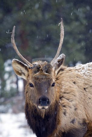 To use this stock image in your creative project, please select the size you need over to the right and click the "Add to Cart" button.
Your downloaded image will come with the Cutcaster watermark removed so don’t worry about the watermark you see on this page. Spike Elk stock photo, A spike elk in a snow storm in Rocky Mountain National PArk by Mike Dawson