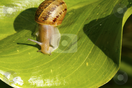To use this stock image in your creative project, please select the size you need over to the right and click the "Add to Cart" button.
Your downloaded image will come with the Cutcaster watermark removed so don’t worry about the watermark you see on this page. Snail on a leaf 1 stock photo, A snail on a bright garden leaf by Chris Alleaume
