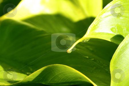 To use this stock image in your creative project, please select the size you need over to the right and click the "Add to Cart" button.
Your downloaded image will come with the Cutcaster watermark removed so don’t worry about the watermark you see on this page. After the rains stock photo, A drop of water on the tip of lead after summer rains by Chris Alleaume