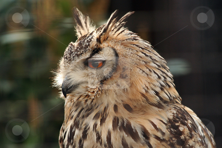 To use this stock image in your creative project, please select the size you need over to the right and click the "Add to Cart" button.
Your downloaded image will come with the Cutcaster watermark removed so don’t worry about the watermark you see on this page. Long Eared Eagle Owl stock photo, Eagle owl in an enclosure, side profile. Includes some soft focus background elements by Helen Shorey