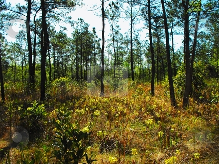 To use this stock image in your creative project, please select the size you need over to the right and click the "Add to Cart" button.
Your downloaded image will come with the Cutcaster watermark removed so don’t worry about the watermark you see on this page. Field of plants stock photo, A field of Pitcher plants on the sundew trail of the Big Thicket national preserve Texas by Robert Brown