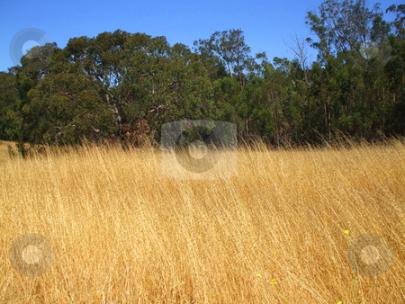To use this stock image in your creative project, please select the size you need over to the right and click the "Add to Cart" button.
Your downloaded image will come with the Cutcaster watermark removed so don’t worry about the watermark you see on this page. Grass Field stock photo, by Michael Felix