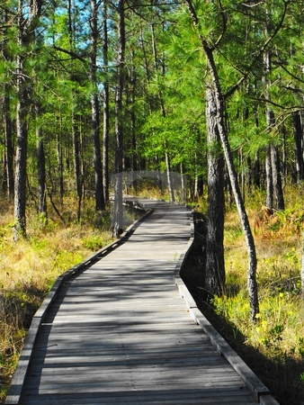 To use this stock image in your creative project, please select the size you need over to the right and click the "Add to Cart" button.
Your downloaded image will come with the Cutcaster watermark removed so don’t worry about the watermark you see on this page. Walking trail in sundew trail stock photo, A walking trail on the sundew trail of the big thicket national preserve by Robert Brown