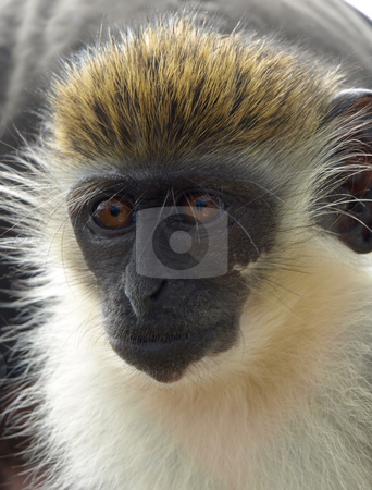 To use this stock image in your creative project, please select the size you need over to the right and click the "Add to Cart" button.
Your downloaded image will come with the Cutcaster watermark removed so don’t worry about the watermark you see on this page. Close-up of green vervet monkey in St. Kitts stock photo, Close-up of playful green vervet monkey in St. Kitts by Jill Reid